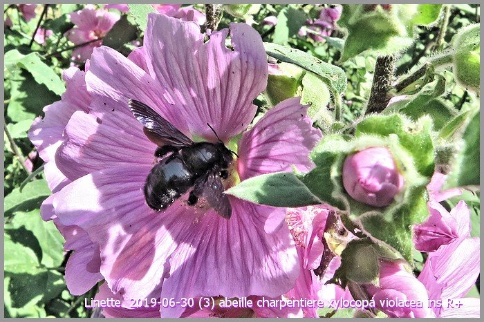 2019-06-30 (3) abeille charpentiere xylocopa violacea ins r+sm.jpg