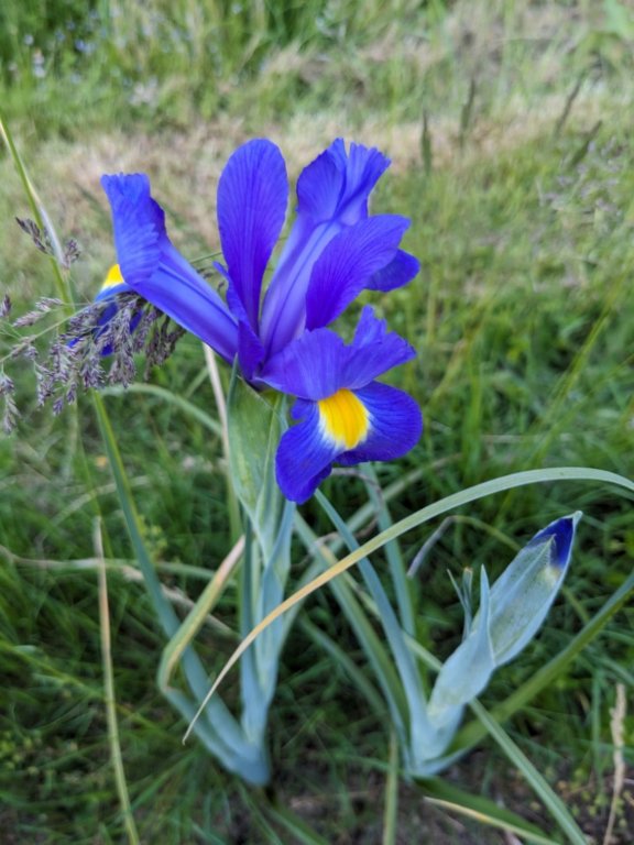 iris hollandais8mais.jpg