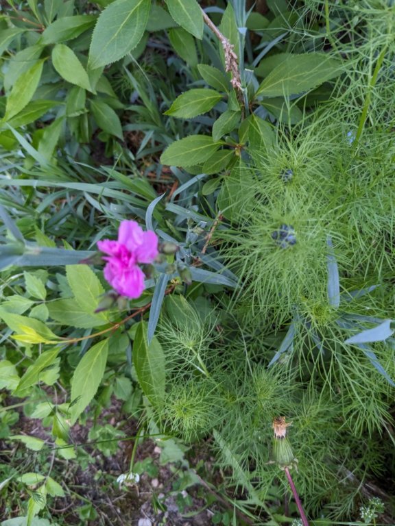 oeillet rose 8mai.jpg