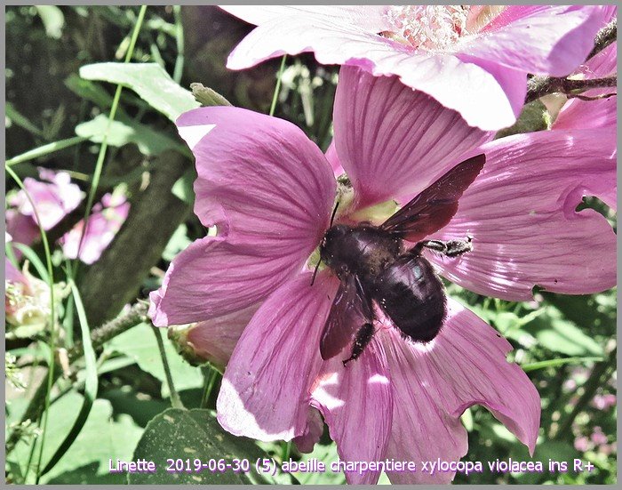 2019-06-30 (5) abeille charpentiere xylocopa violacea ins r+sm.jpg