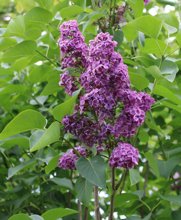 250509_lilas_IMG3461red.jpg