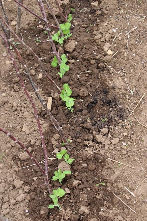 250509_pois-repiques_IMG3462red.jpg