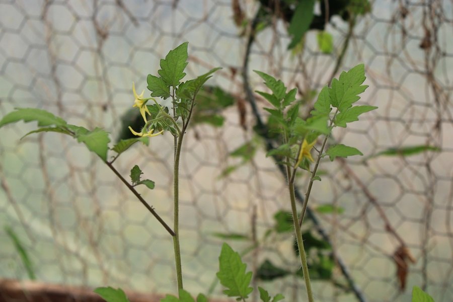 250509_tomate-petit-moineau-fleurs_IMG3455red.jpg