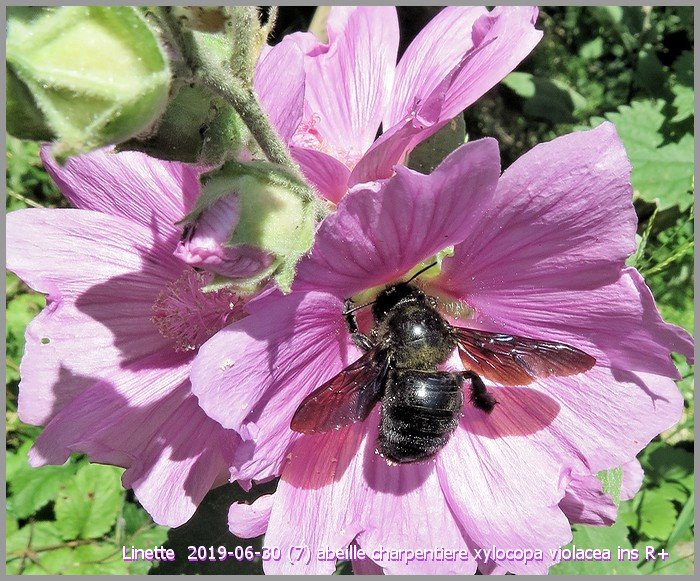 2019-06-30 (7) abeille charpentiere xylocopa violacea ins r+sm.jpg