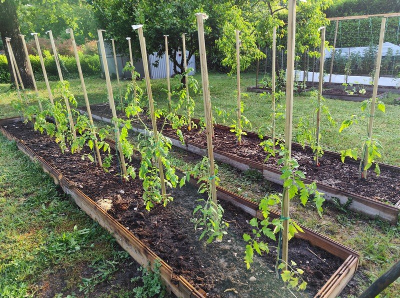 Tomates.jpg