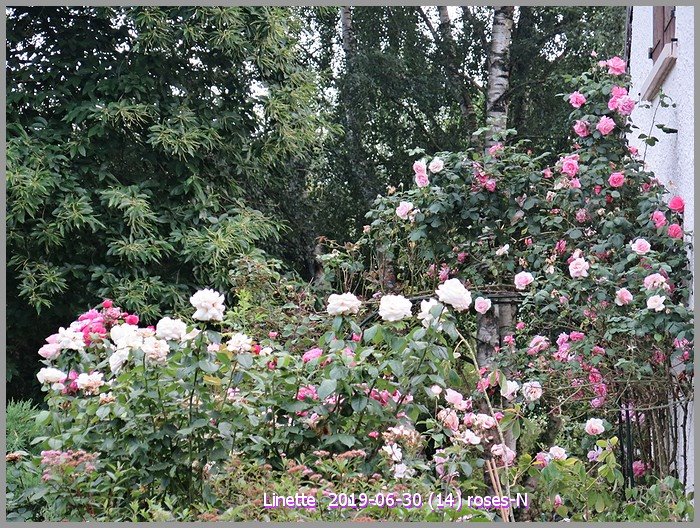 2019-06-30 (14) roses-nsm.jpg
