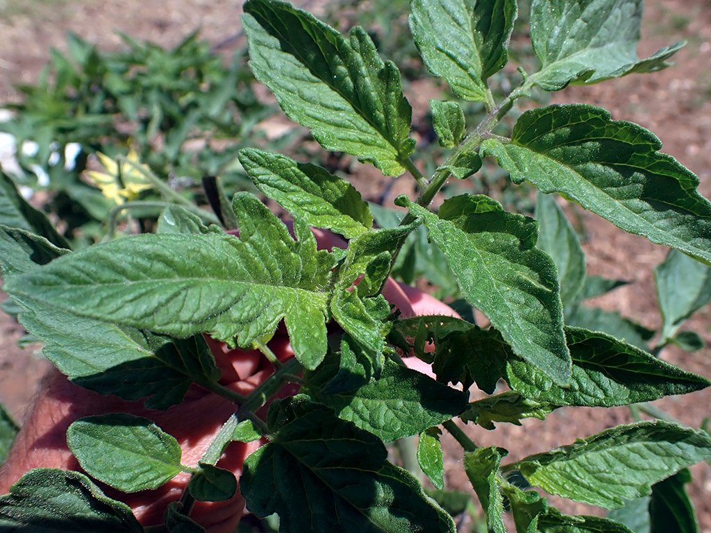 P5100178.JPG