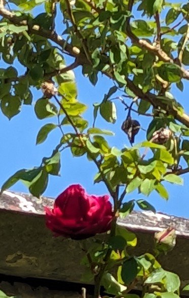 prem rose 10 mai.jpg