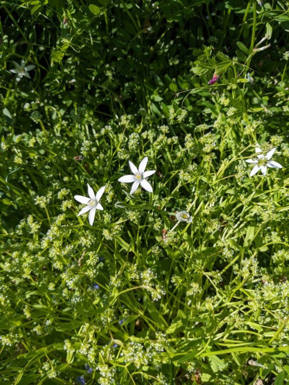 etoiles blanche.jpg