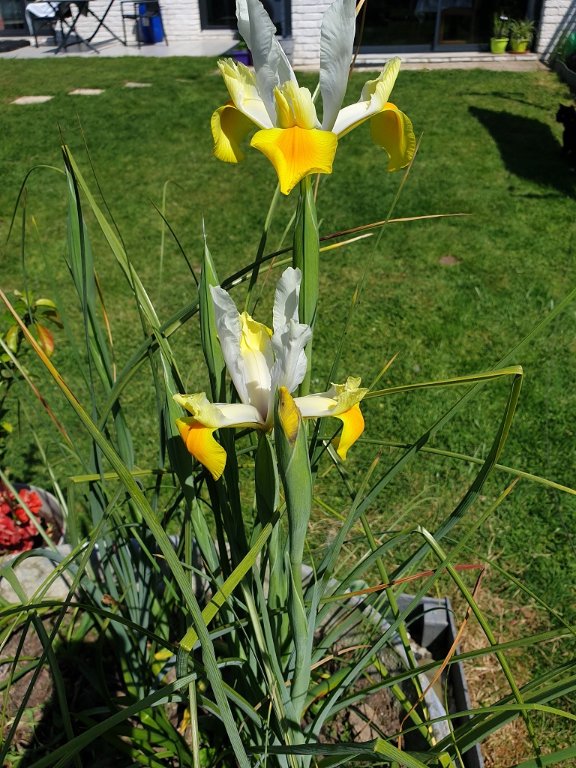 250428 iris.jpg