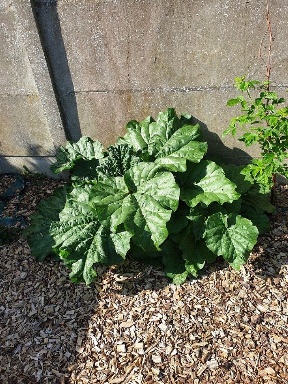 250430 rhubarbe.jpg