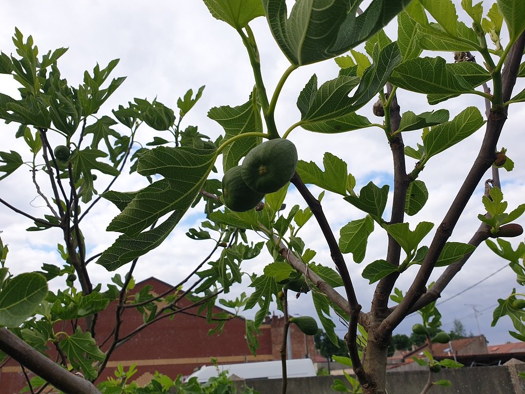 250505 figues.jpg