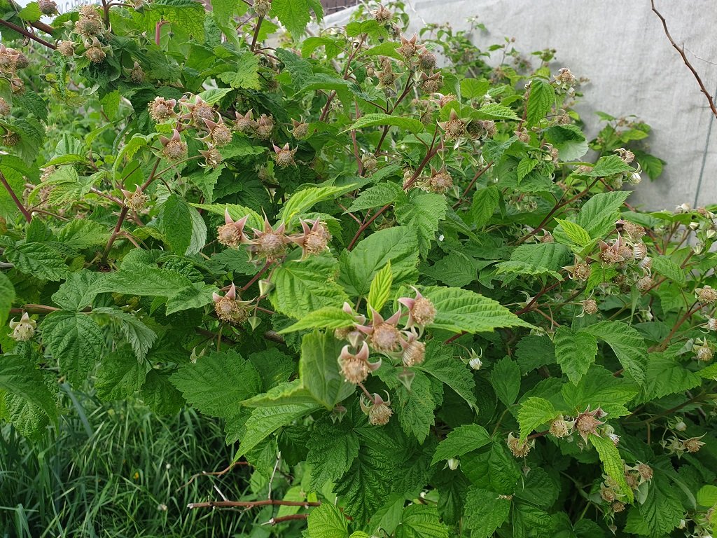 250505 framboisiers Zéva.jpg