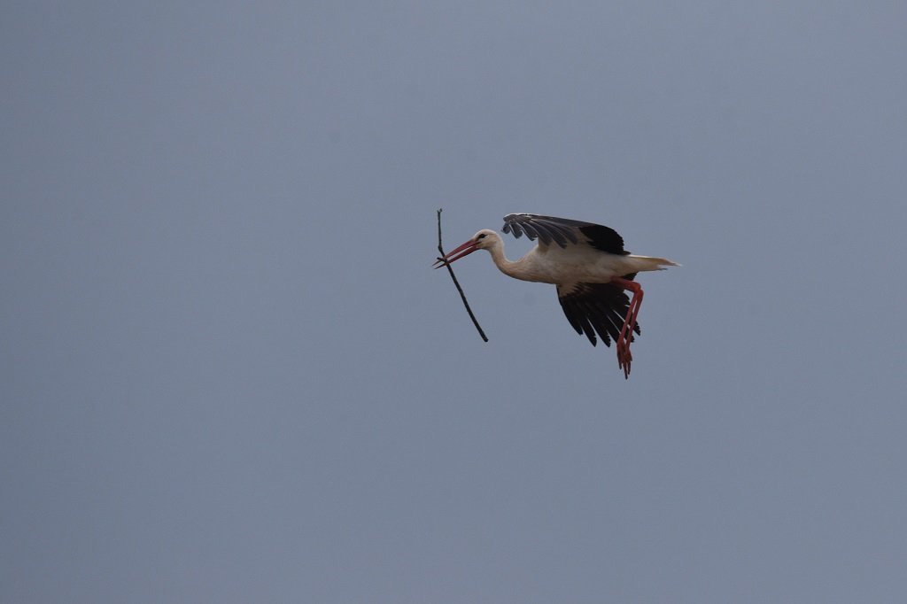 DSC_9060.JPG