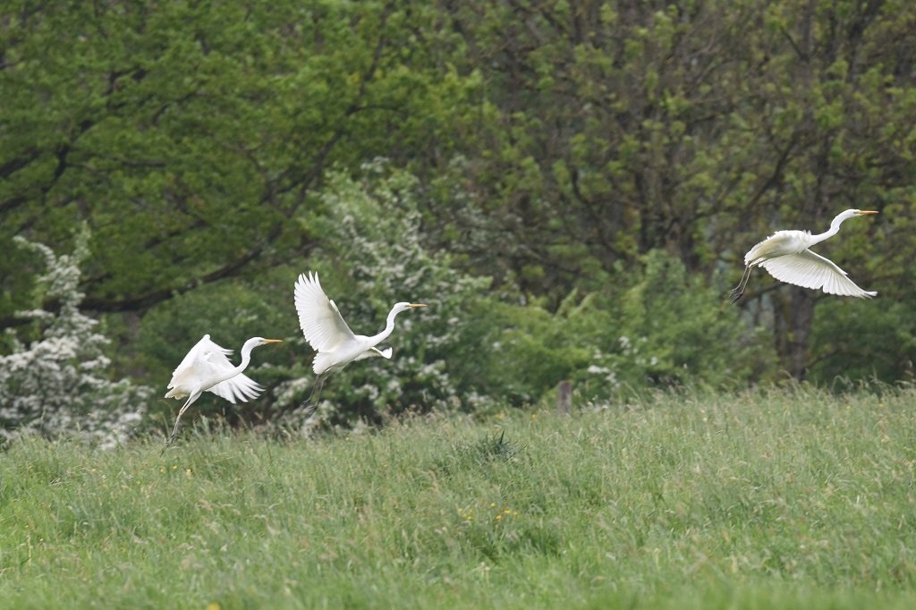DSC_9112.JPG