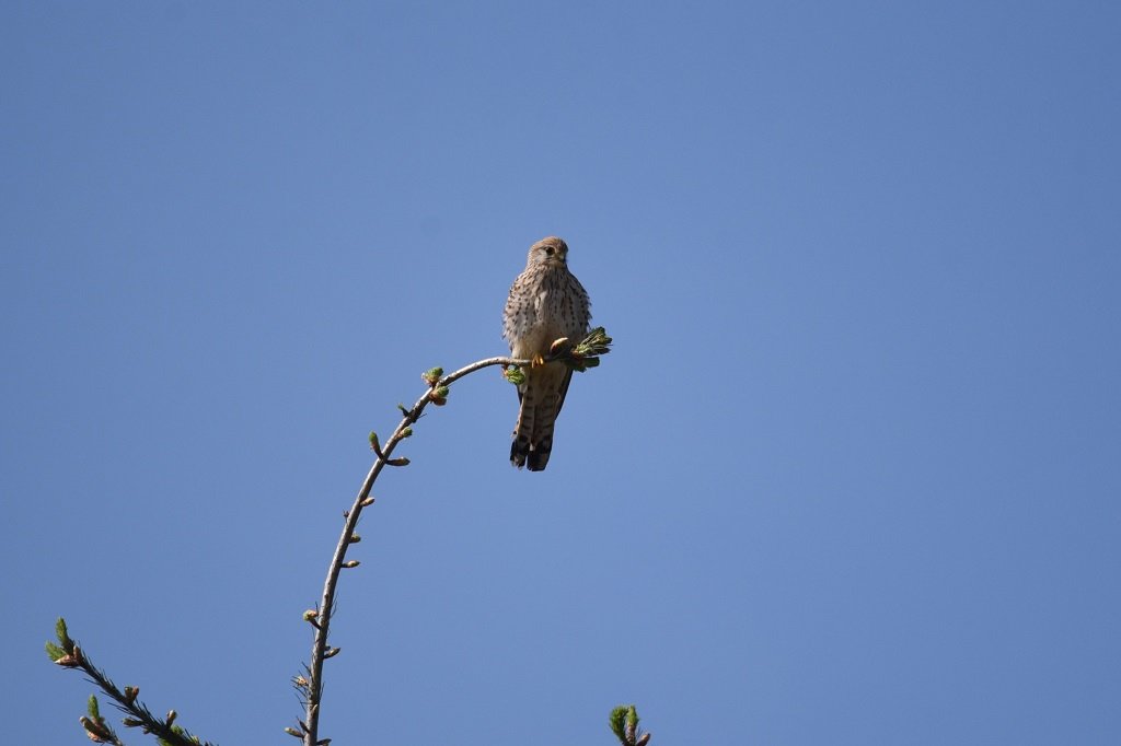 DSC_9139.JPG
