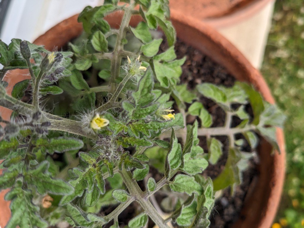 fleurs rh12mai.jpg