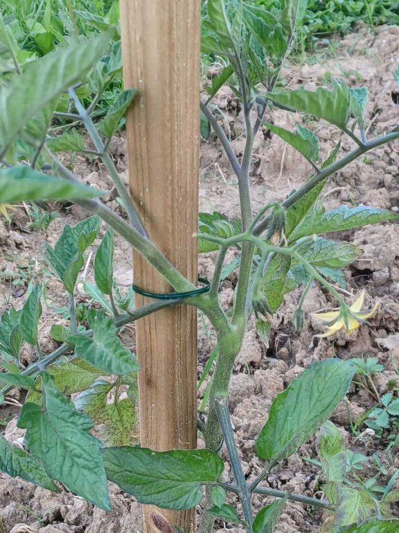 tomates-1