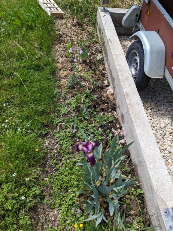 bande iris 13 mai.jpg