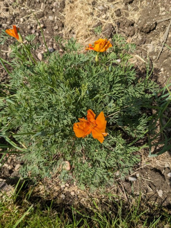 pavot cal orange 13mai.jpg