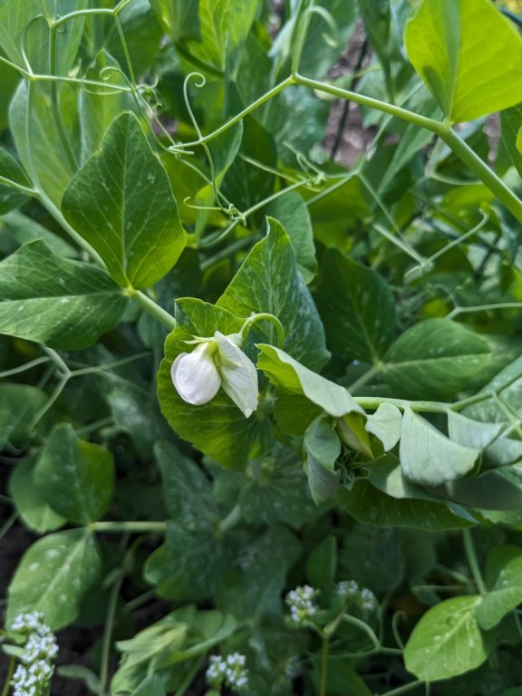 petit pois 13mai.jpg