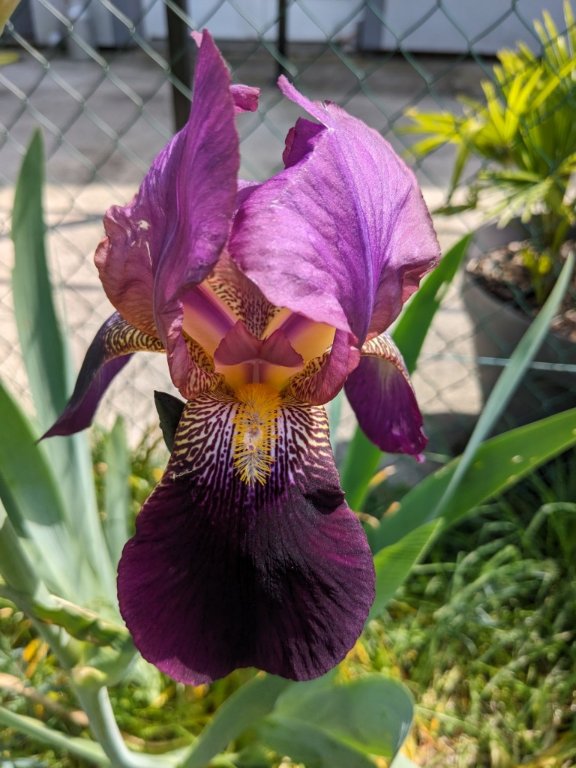 iris mauve 13mai.jpg