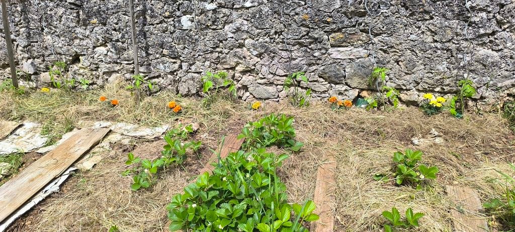 tomates ET tagètes.jpg
