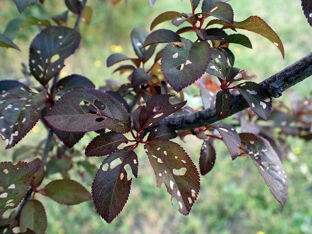 P5150211.JPG