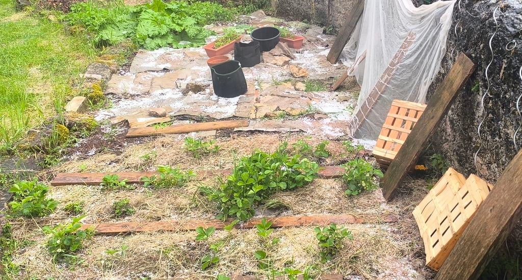 tomates grêle.jpg