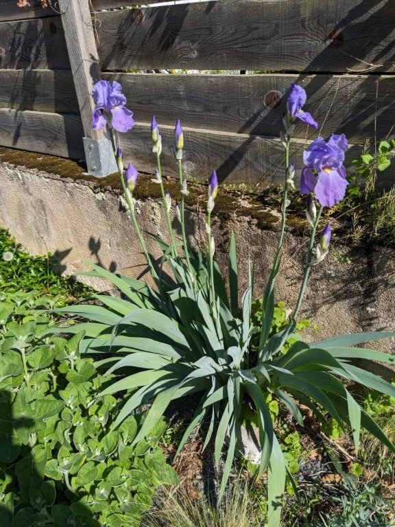 iris dehors 14mai.jpg