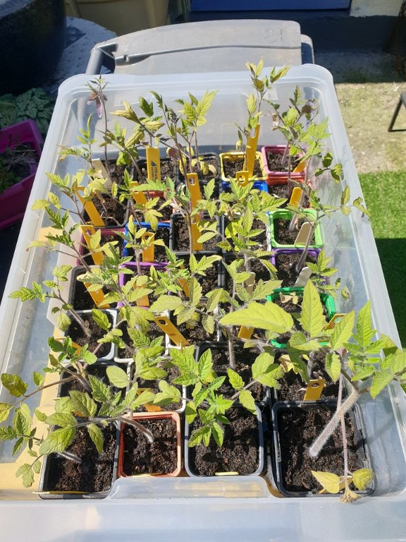 250514 une partie des semis de tomates.jpg