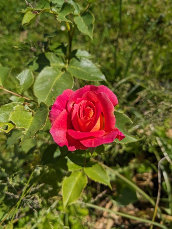 rose et jaune.jpg