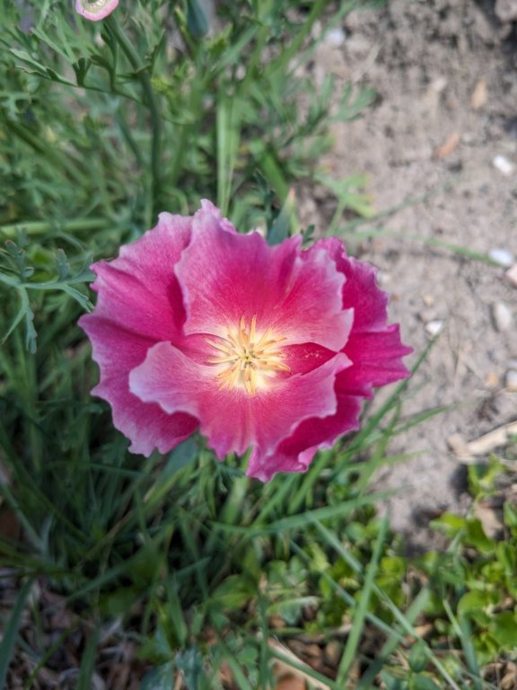 eschol rose.jpg