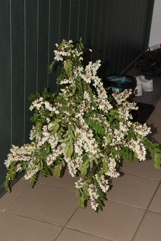 DSC_7047.JPG