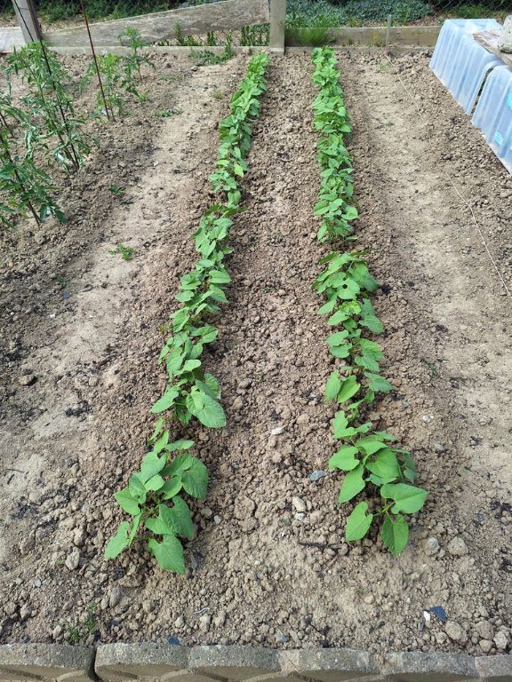 Les haricots verts