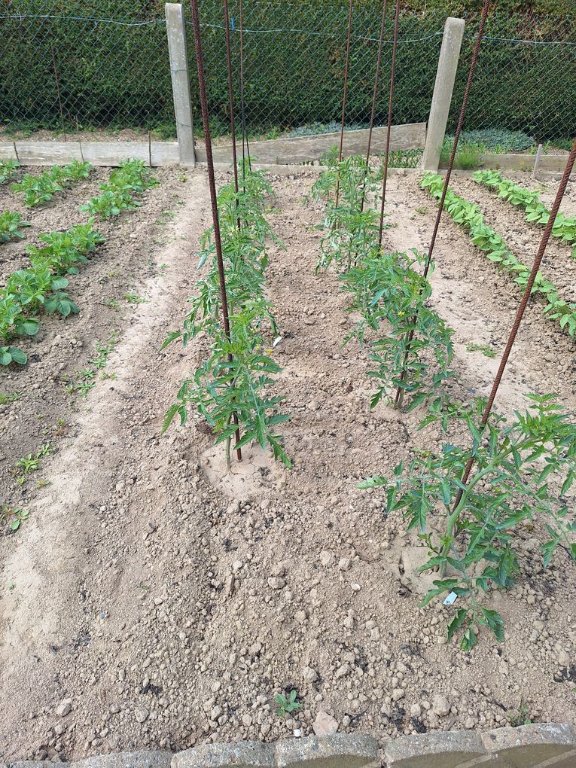 Les tomates de plein champs