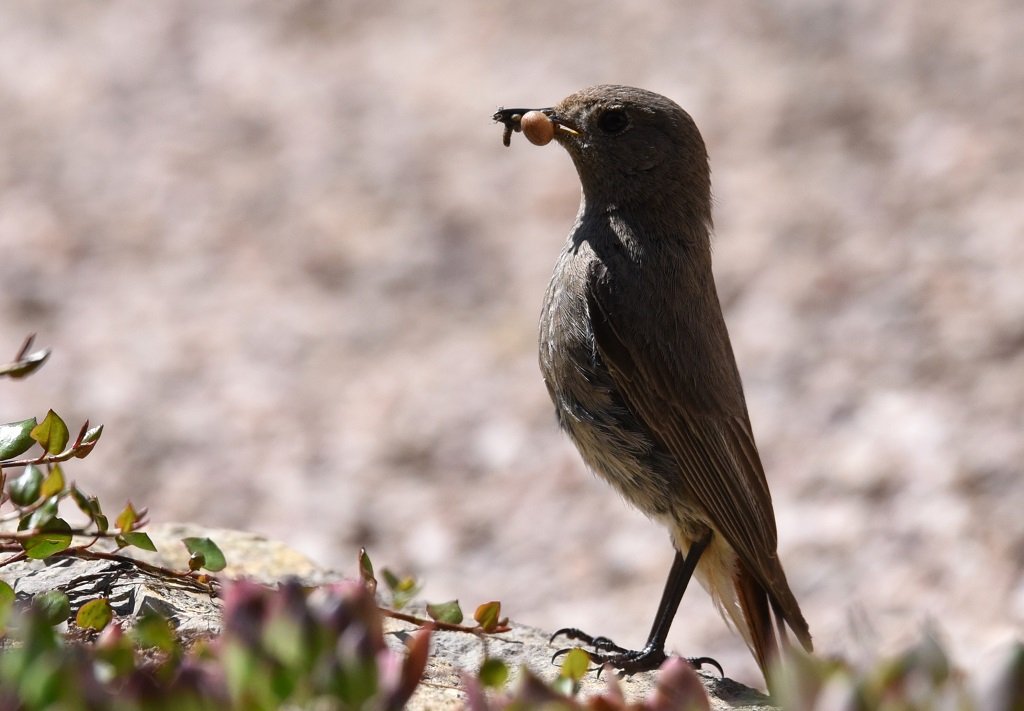 DSC_9373.JPG