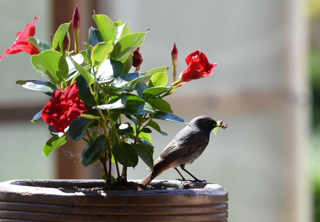 DSC_9390.JPG