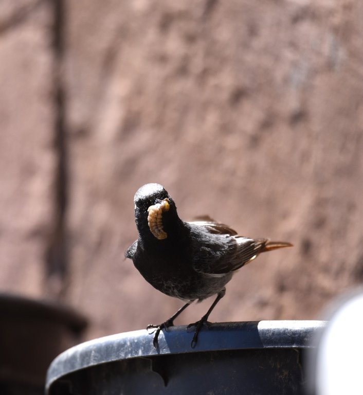 DSC_9408.JPG