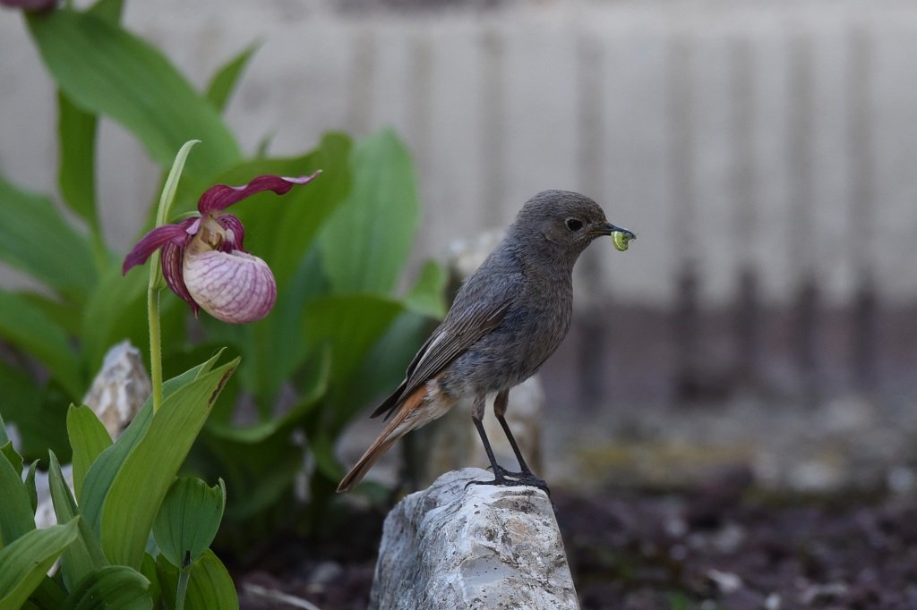 DSC_9479.JPG