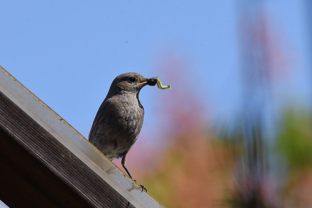 DSC_9527.JPG