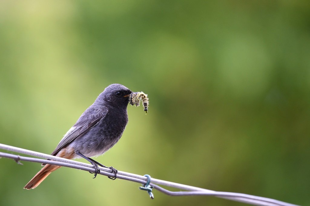 DSC_9886.JPG