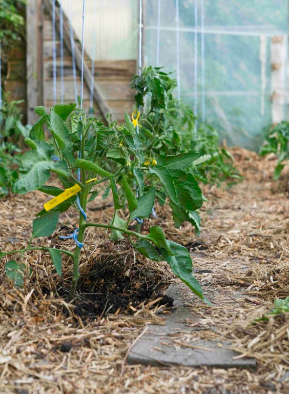 Tuteurage des plants