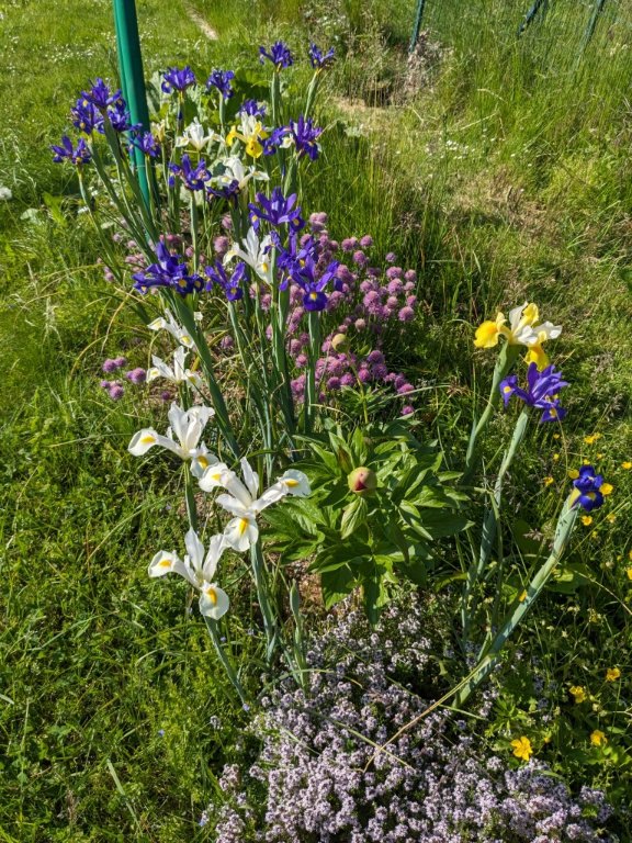 iris hollande20mai.jpg