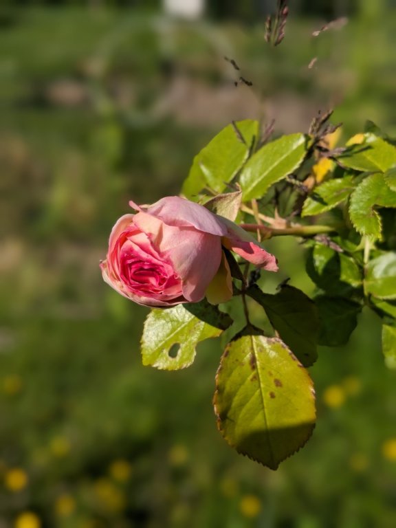 rose tige20mai.jpg