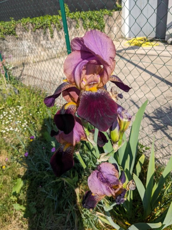 iris mauve 20mai.jpg