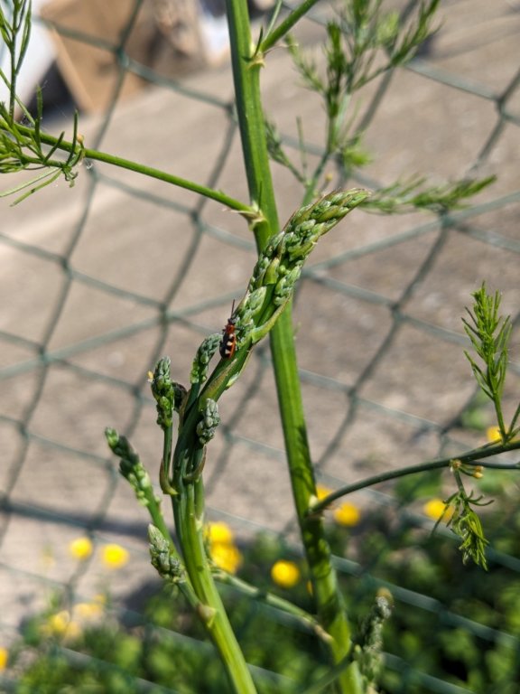 bestiole asperge.jpg
