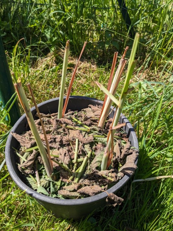 pot citronnelle19mai.jpg