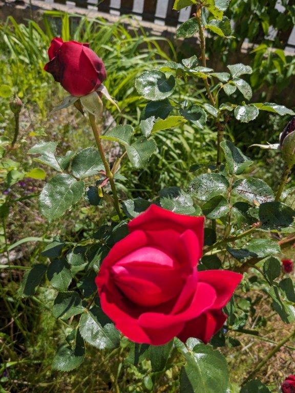 rose devant19mai.jpg