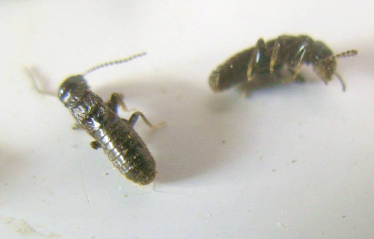fourmi-like1.jpg